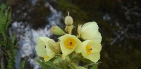 Meconopsis Panuculata