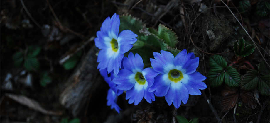Alpine Flower tour of West Arunachal Pradesh