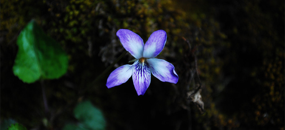 Alpine Flower tour of West Arunachal Pradesh