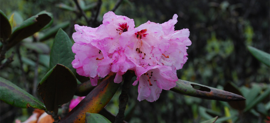 Rhododendron Trek in Nagagigi