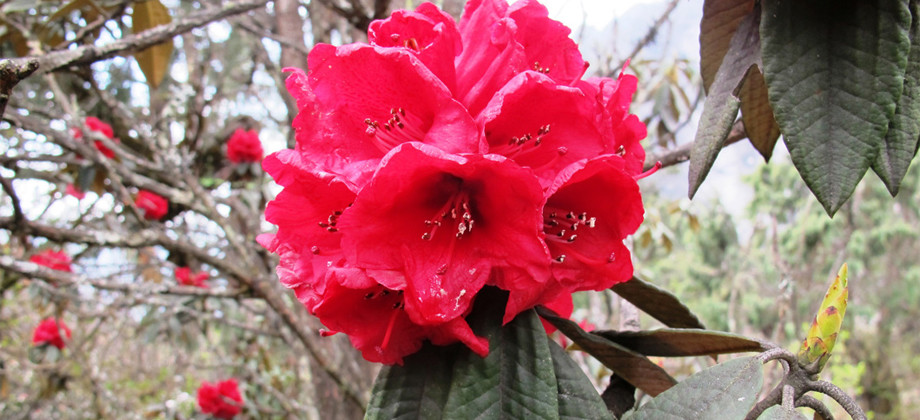 Rhododendron Tour of Sikkim