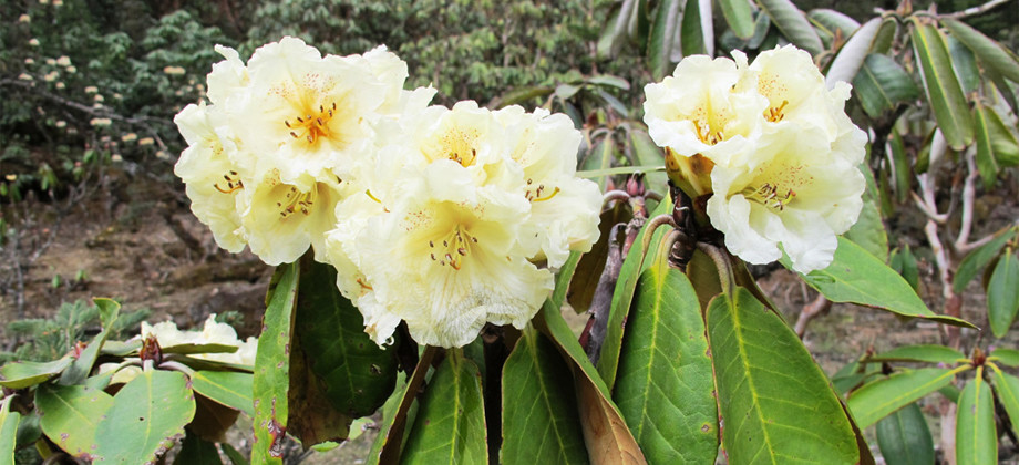 Rhododendron Tour of Sikkim